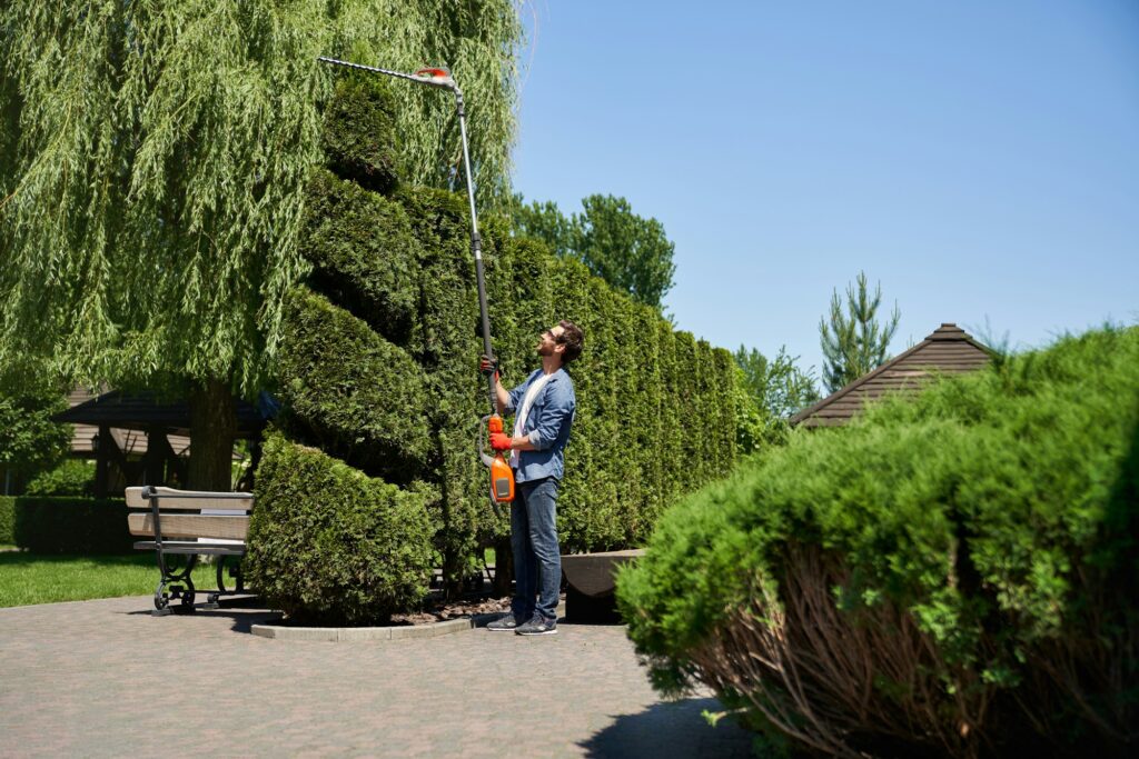 Focused male landscaper shaping overgrown thujas with bush cutter in park.